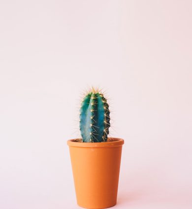 annie-spratt-fbAnIjhrOL4-unsplash.jpg